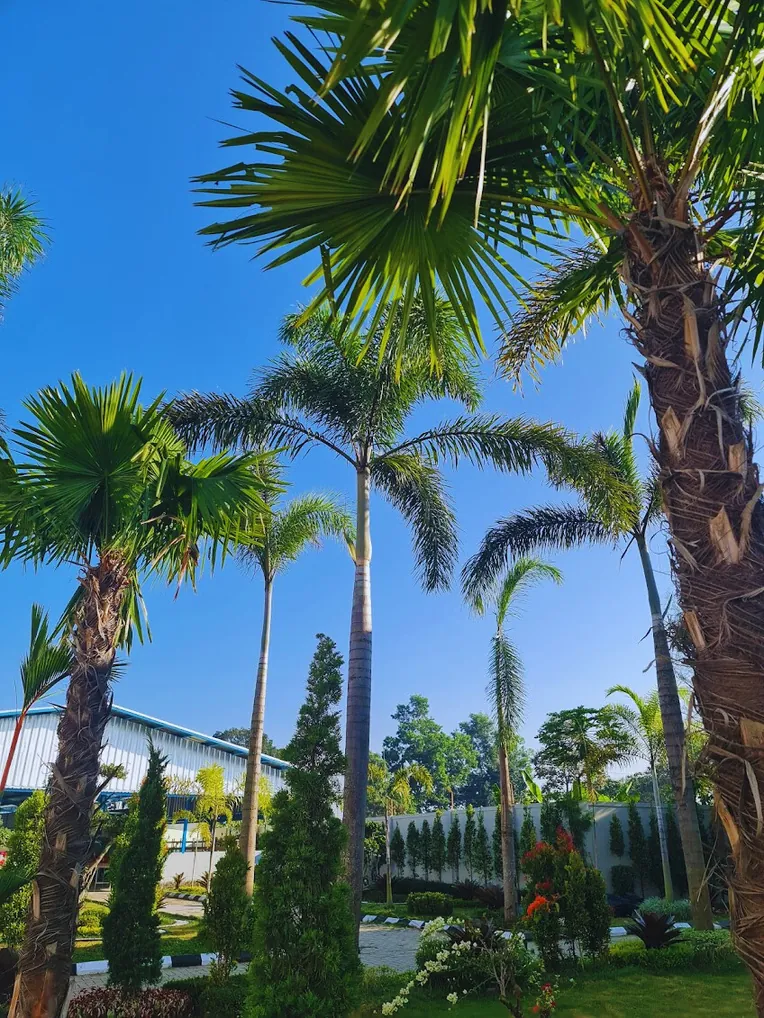 Palm trees in the garden of the Garut campus under a blue sky